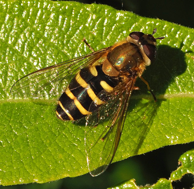 Behaarte Schwebfliege, Syrphus torvus